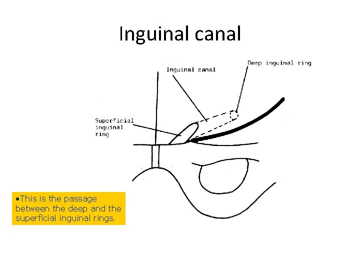 Inguinal canal • This is the passage between the deep and the superficial inguinal