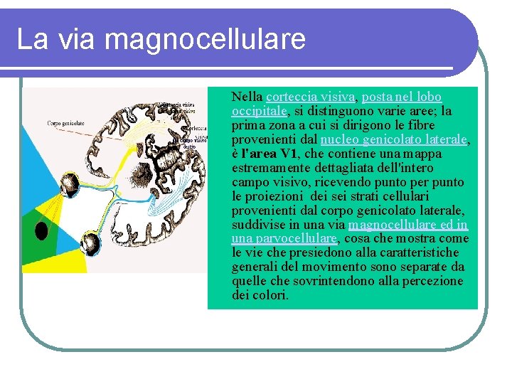 La via magnocellulare Nella corteccia visiva, posta nel lobo occipitale, si distinguono varie aree;