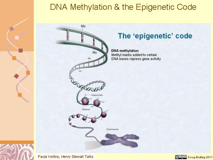 DNA Methylation & the Epigenetic Code Paula Vertino, Henry Stewart Talks Doug Brutlag 2011