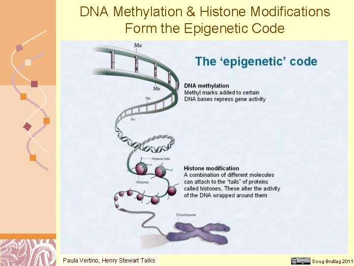 DNA Methylation & Histone Modifications Form the Epigenetic Code Paula Vertino, Henry Stewart Talks