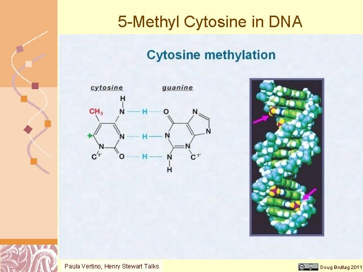 5 -Methyl Cytosine in DNA Paula Vertino, Henry Stewart Talks Doug Brutlag 2011 