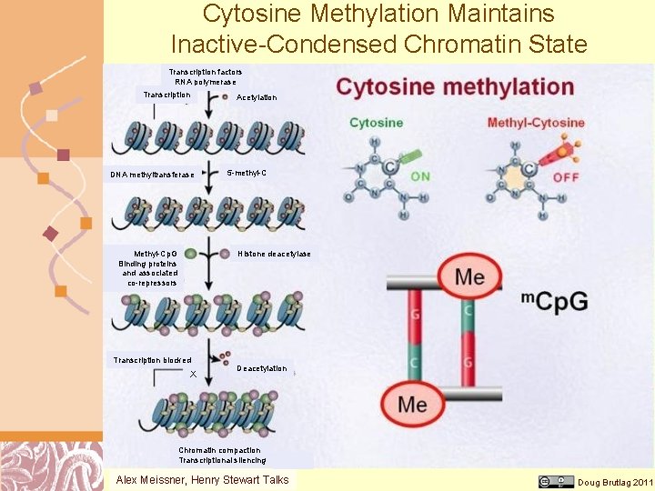 Cytosine Methylation Maintains Inactive-Condensed Chromatin State Transcription factors RNA polymerase Transcription Acetylation DNA methyltransferase