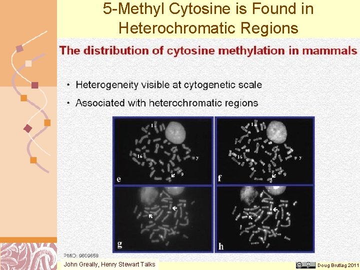 5 -Methyl Cytosine is Found in Heterochromatic Regions John Greally, Henry Stewart Talks Doug