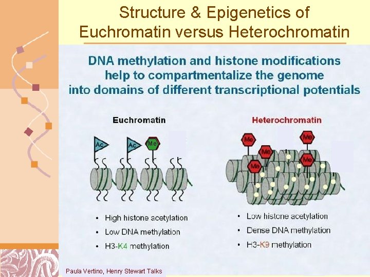 Structure & Epigenetics of Euchromatin versus Heterochromatin Me Paula Vertino, Henry Stewart Talks Doug
