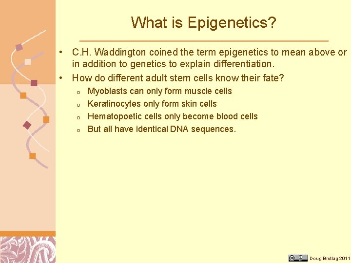 What is Epigenetics? • C. H. Waddington coined the term epigenetics to mean above