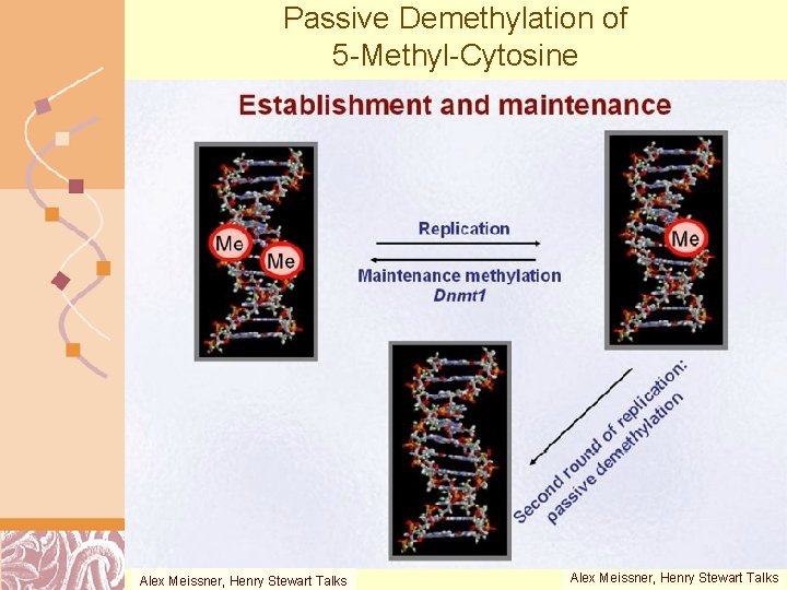 Passive Demethylation of 5 -Methyl-Cytosine Alex Meissner, Henry Stewart Talks Alex Meissner, Henry. Doug