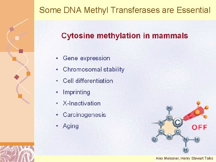 Some DNA Methyl Transferases are Essential Alex Meissner, Henry Doug Stewart Talks Brutlag 2011