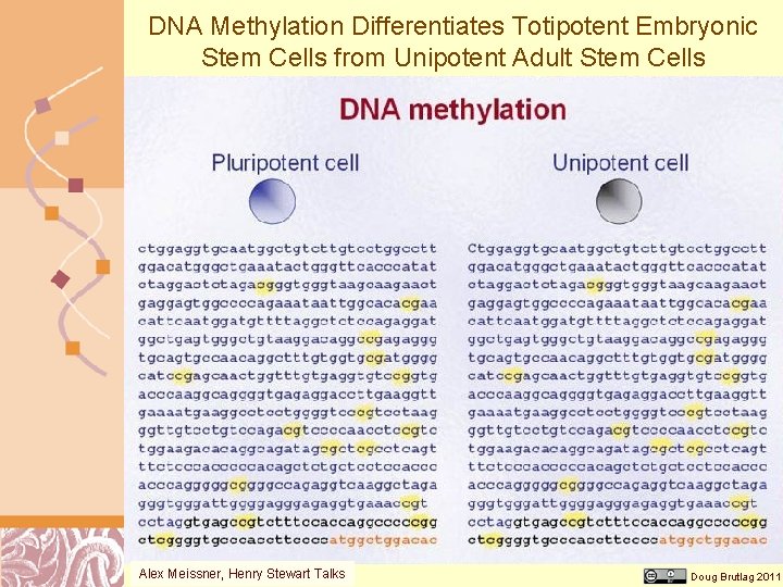 DNA Methylation Differentiates Totipotent Embryonic Stem Cells from Unipotent Adult Stem Cells Alex Meissner,