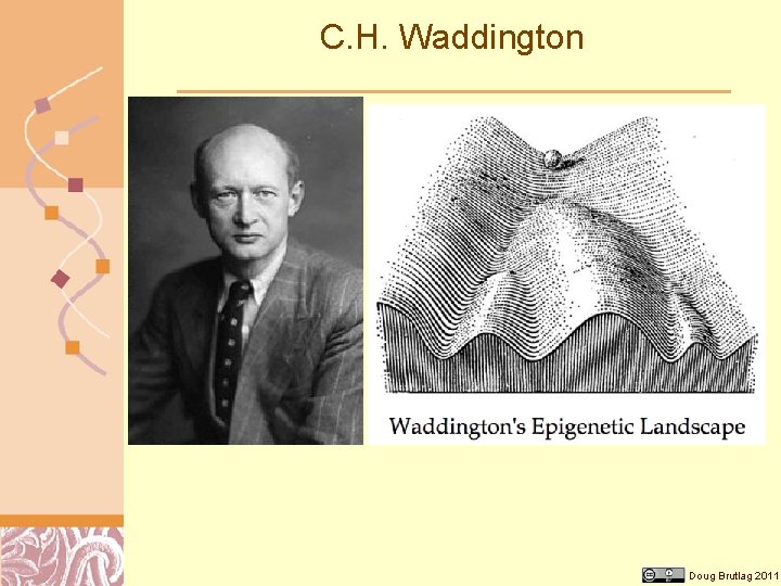 C. H. Waddington Doug Brutlag 2011 