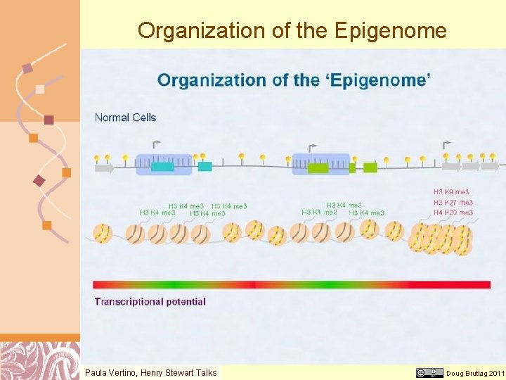 Organization of the Epigenome Paula Vertino, Henry Stewart Talks Doug Brutlag 2011 