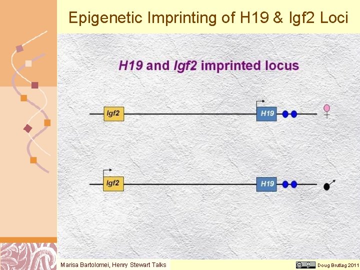 Epigenetic Imprinting of H 19 & Igf 2 Loci Marisa Bartolomei, Henry Stewart Talks