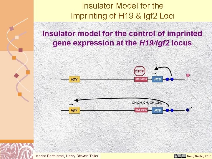 Insulator Model for the Imprinting of H 19 & Igf 2 Loci Marisa Bartolomei,