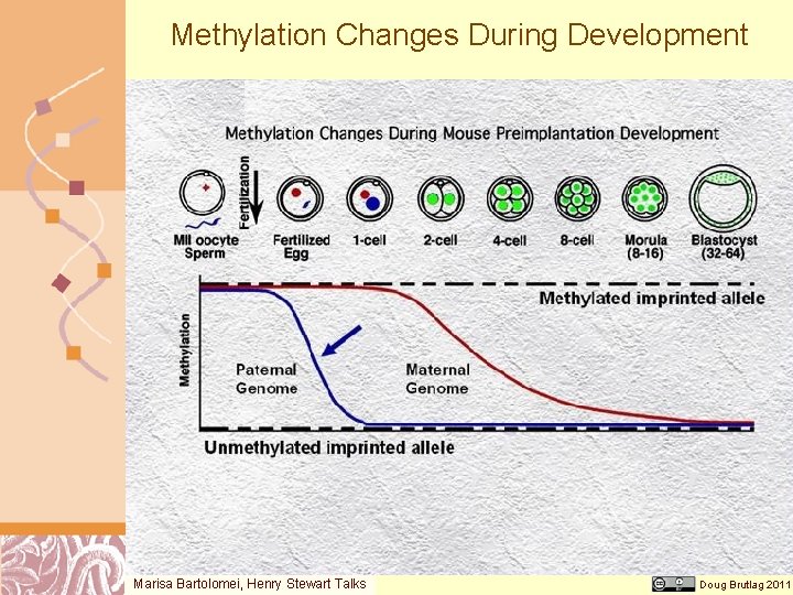 Methylation Changes During Development Marisa Bartolomei, Henry Stewart Talks Doug Brutlag 2011 
