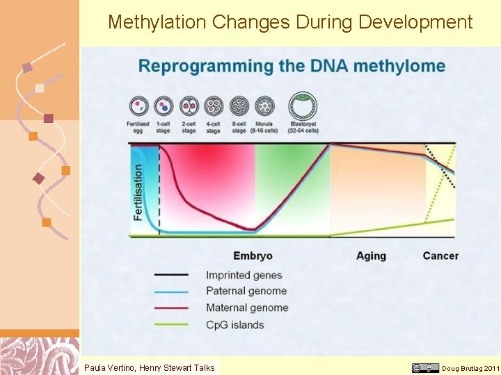 Methylation Changes During Development Paula Vertino, Henry Stewart Talks Doug Brutlag 2011 