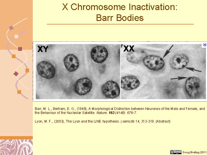 X Chromosome Inactivation: Barr Bodies Barr, M. L. , Bertram, E. G. , (1949),