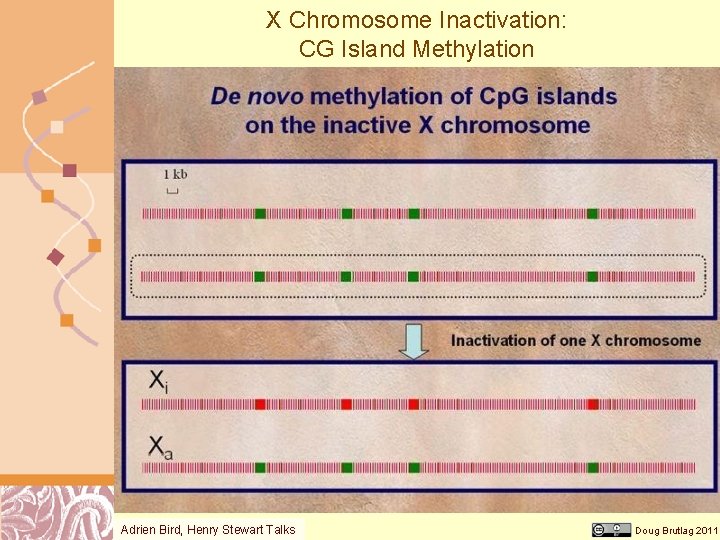 X Chromosome Inactivation: CG Island Methylation Adrien Bird, Henry Stewart Talks Doug Brutlag 2011