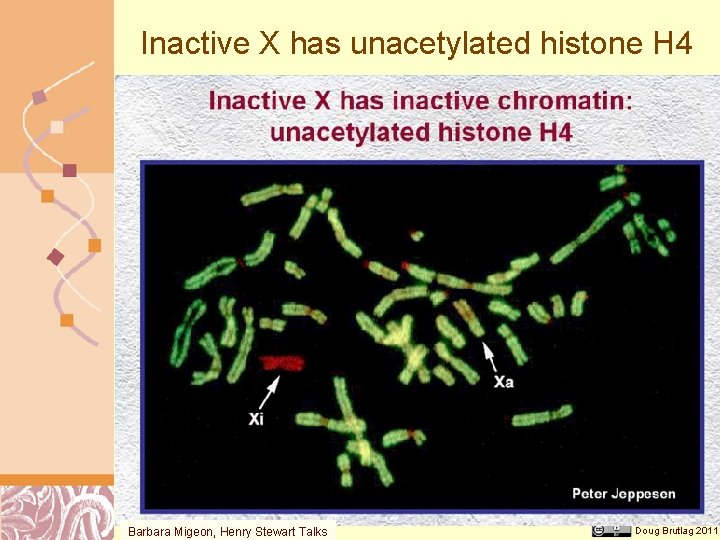 Inactive X has unacetylated histone H 4 Barbara Migeon, Henry Stewart Talks Doug Brutlag