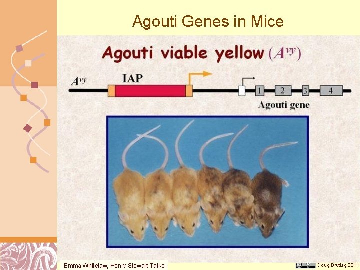 Agouti Genes in Mice Emma Whitelaw, Henry Stewart Talks Doug Brutlag 2011 