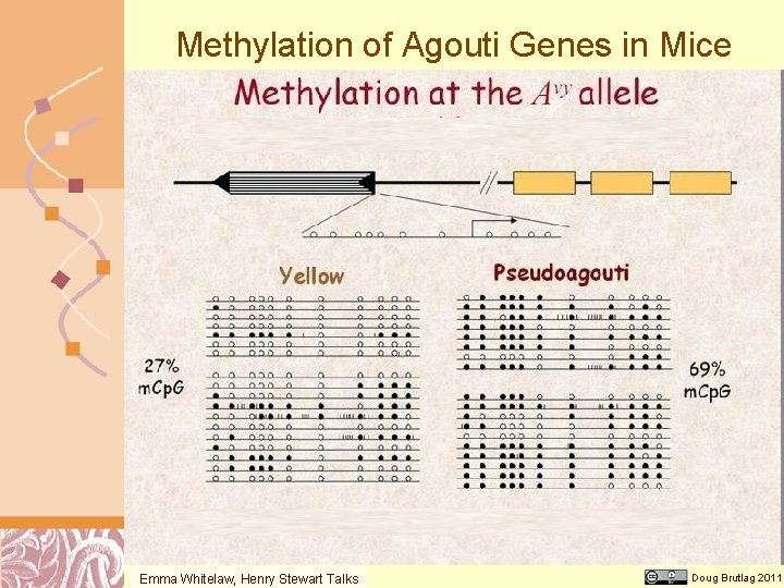 Methylation of Agouti Genes in Mice Emma Whitelaw, Henry Stewart Talks Doug Brutlag 2011