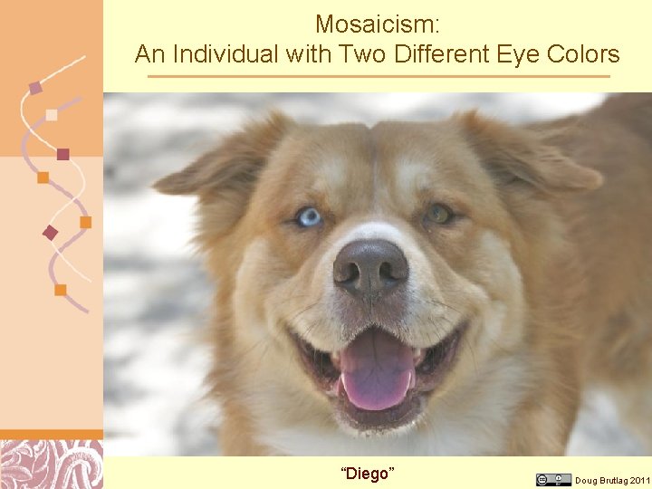 Mosaicism: An Individual with Two Different Eye Colors “Diego” Doug Brutlag 2011 