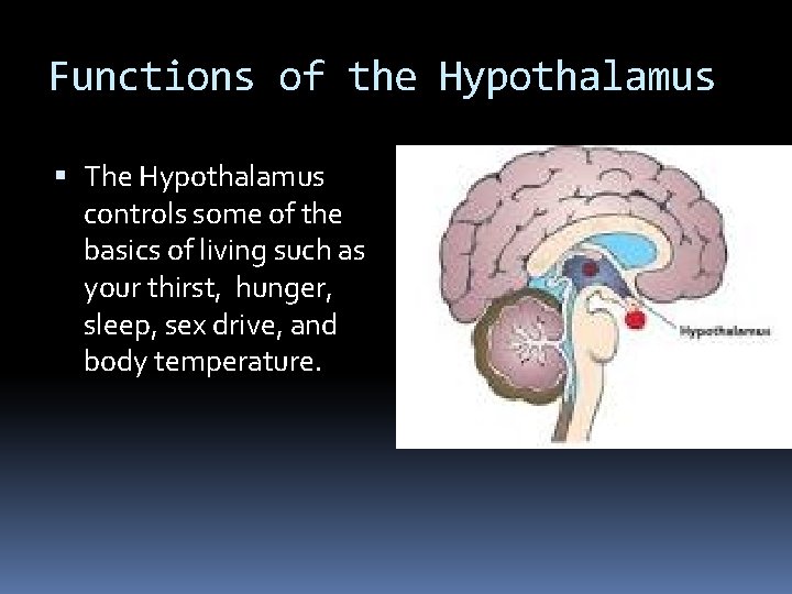 Functions of the Hypothalamus The Hypothalamus controls some of the basics of living such Functions of the Hypothalamus The Hypothalamus controls some of the basics of living such