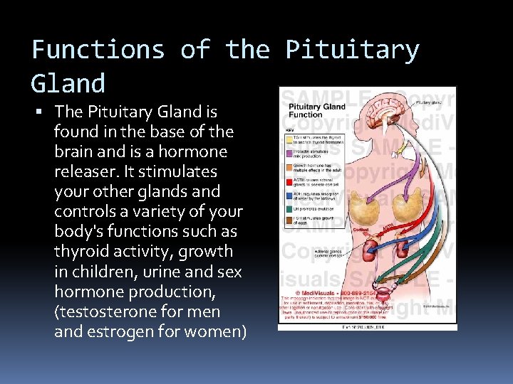 Functions of the Pituitary Gland The Pituitary Gland is found in the base of Functions of the Pituitary Gland The Pituitary Gland is found in the base of