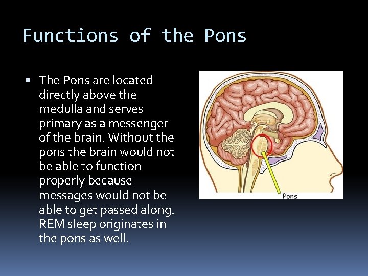 Functions of the Pons The Pons are located directly above the medulla and serves Functions of the Pons The Pons are located directly above the medulla and serves