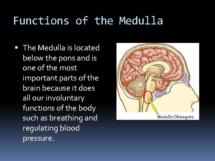 Functions of the Medulla The Medulla is located below the pons and is one Functions of the Medulla The Medulla is located below the pons and is one