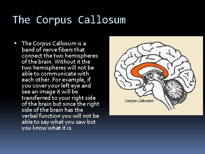The Corpus Callosum is a band of nerve fibers that connect the two hemispheres The Corpus Callosum is a band of nerve fibers that connect the two hemispheres