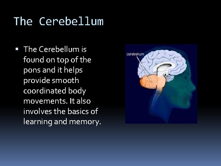 The Cerebellum is found on top of the pons and it helps provide smooth The Cerebellum is found on top of the pons and it helps provide smooth