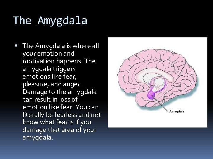 The Amygdala is where all your emotion and motivation happens. The amygdala triggers emotions The Amygdala is where all your emotion and motivation happens. The amygdala triggers emotions