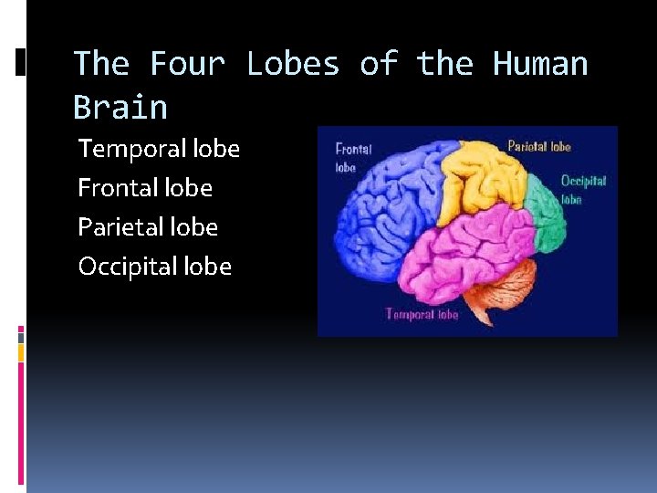 The Four Lobes of the Human Brain Temporal lobe Frontal lobe Parietal lobe Occipital The Four Lobes of the Human Brain Temporal lobe Frontal lobe Parietal lobe Occipital