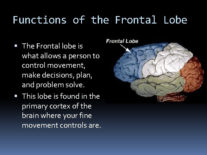 Functions of the Frontal Lobe The Frontal lobe is what allows a person to Functions of the Frontal Lobe The Frontal lobe is what allows a person to