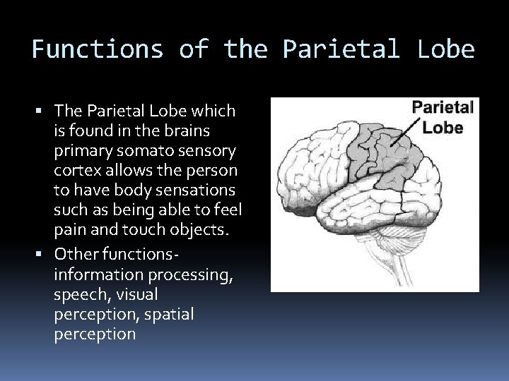 Functions of the Parietal Lobe The Parietal Lobe which is found in the brains Functions of the Parietal Lobe The Parietal Lobe which is found in the brains