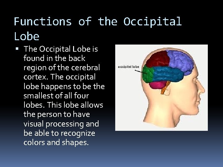 Functions of the Occipital Lobe The Occipital Lobe is found in the back region Functions of the Occipital Lobe The Occipital Lobe is found in the back region