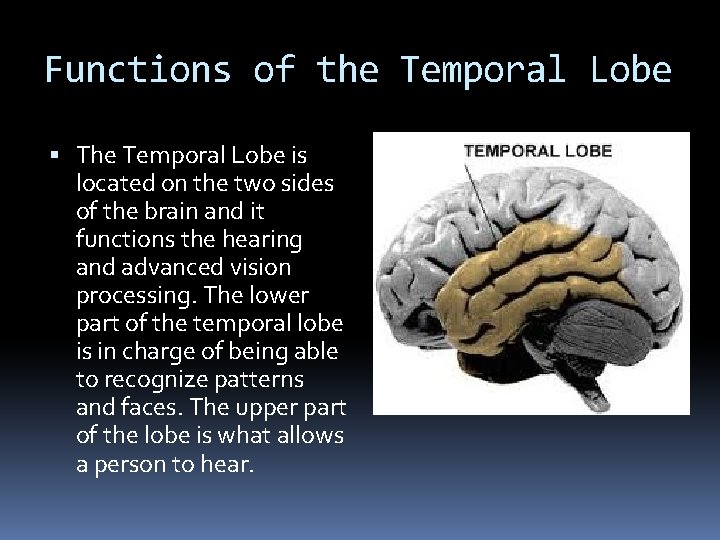 Functions of the Temporal Lobe The Temporal Lobe is located on the two sides Functions of the Temporal Lobe The Temporal Lobe is located on the two sides