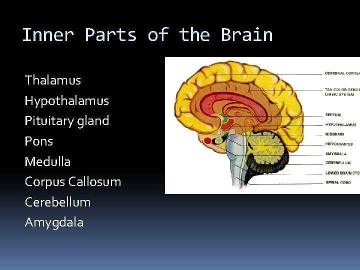 Inner Parts of the Brain Thalamus Hypothalamus Pituitary gland Pons Medulla Corpus Callosum Cerebellum Inner Parts of the Brain Thalamus Hypothalamus Pituitary gland Pons Medulla Corpus Callosum Cerebellum