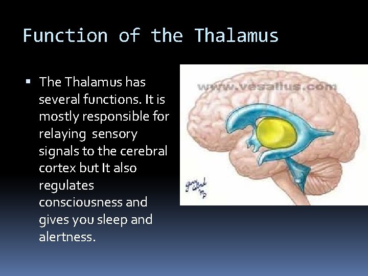 Function of the Thalamus The Thalamus has several functions. It is mostly responsible for Function of the Thalamus The Thalamus has several functions. It is mostly responsible for