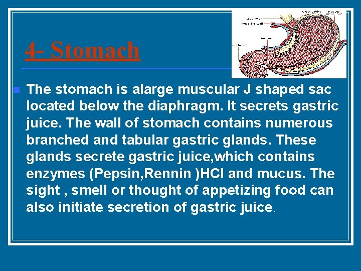 4 - Stomach n The stomach is alarge muscular J shaped sac located below