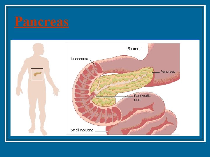 Pancreas n Pancreas is the second largest gland of the body. It secretes pancreatic