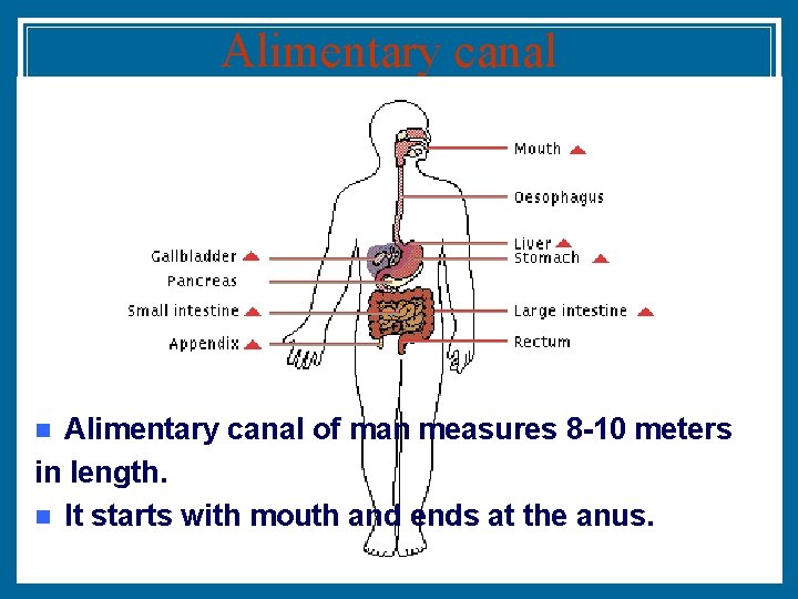 Alimentary canal of man measures 8 -10 meters in length. n It starts with