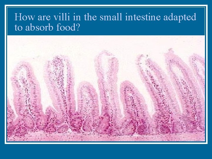 How are villi in the small intestine adapted to absorb food? 