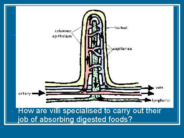  • How are villi specialised to carry out their job of absorbing digested