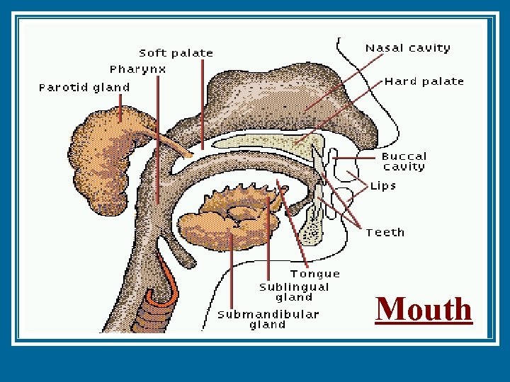 Mouth 