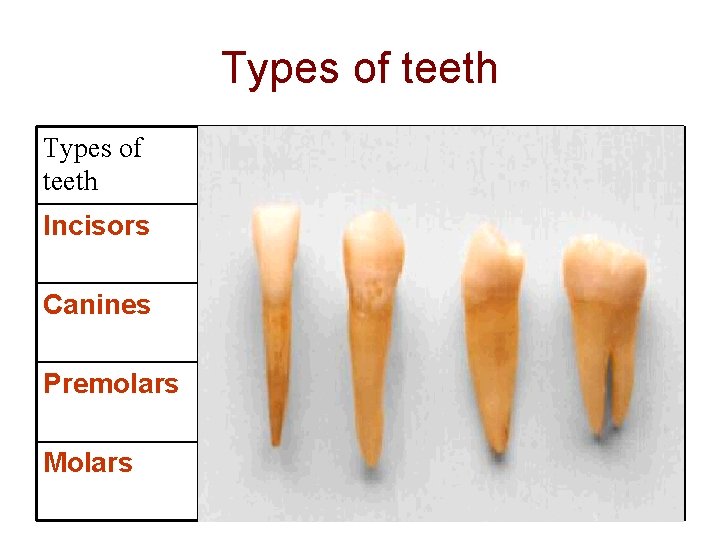 Types of teeth Shape Function Number of teeth Incisors Chiselshaped Used for biting Canines