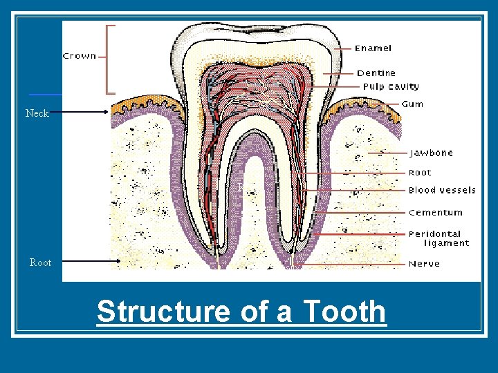 Neck Root Structure of a Tooth 