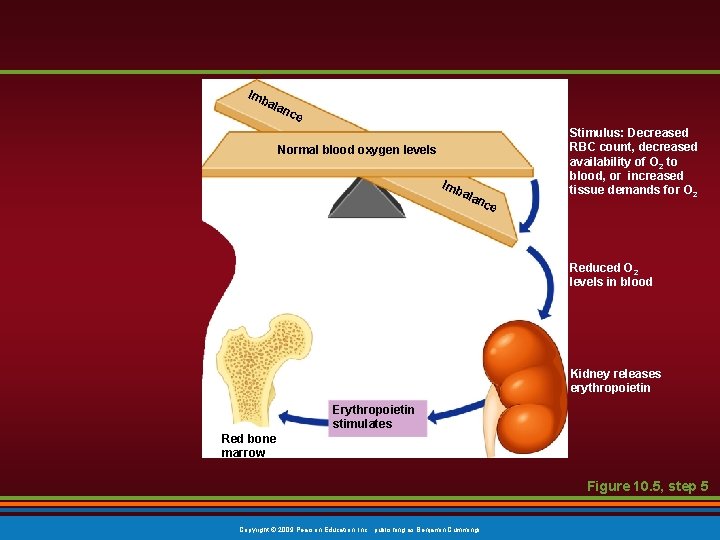 Imb ala nce Normal blood oxygen levels Imb ala nce Stimulus: Decreased RBC count,