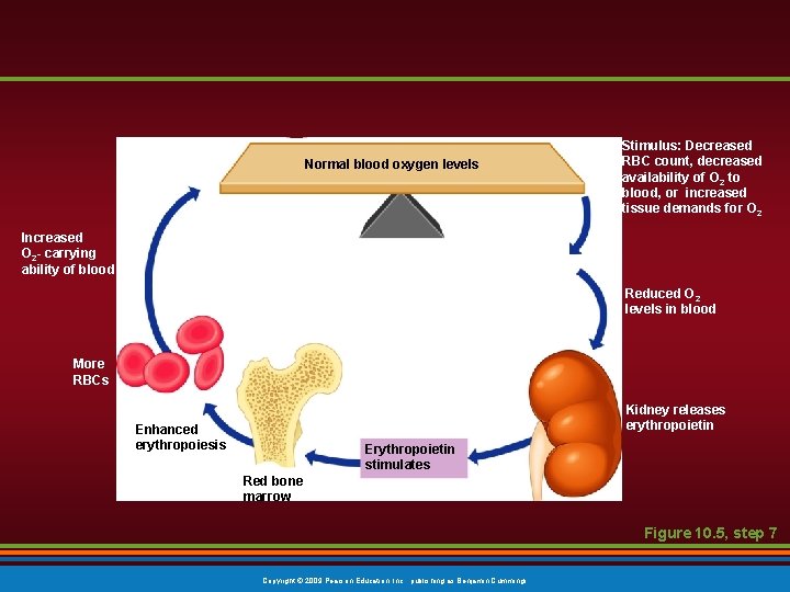Normal blood oxygen levels Stimulus: Decreased RBC count, decreased availability of O 2 to