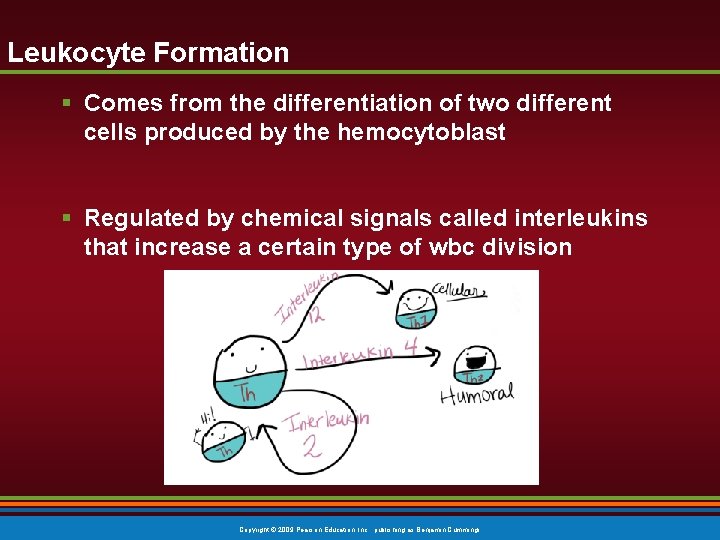 Leukocyte Formation § Comes from the differentiation of two different cells produced by the