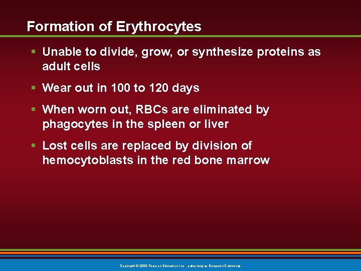 Formation of Erythrocytes § Unable to divide, grow, or synthesize proteins as adult cells